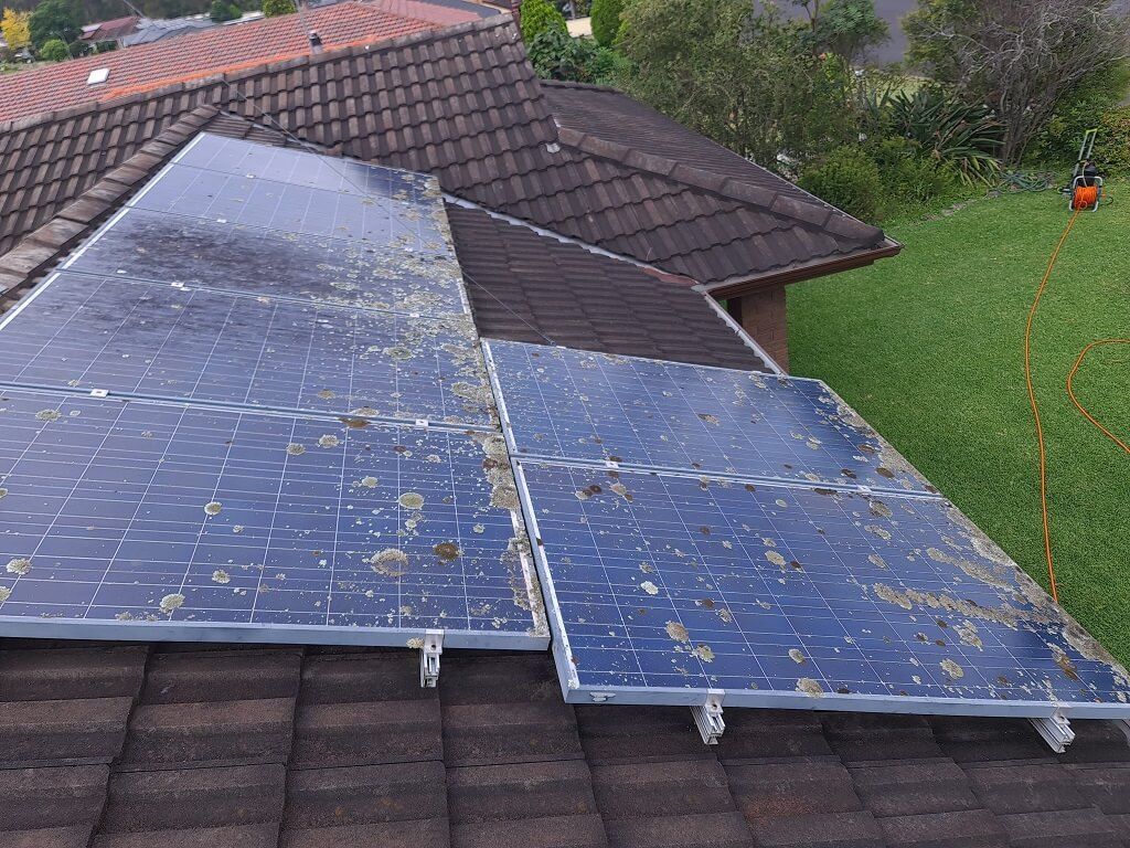 Dirty solar panels on a brown shingled roof, covered in green algae, in a yard.