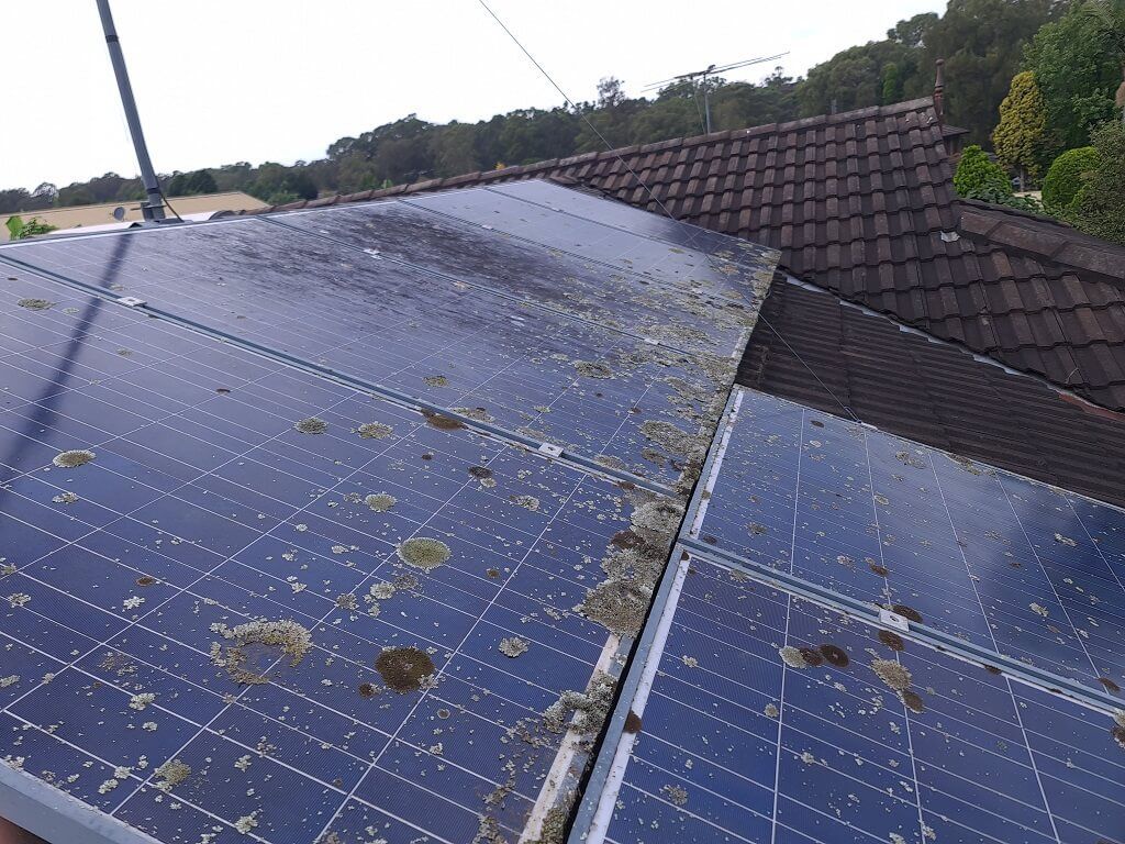 Lichen and droppings on solar panels