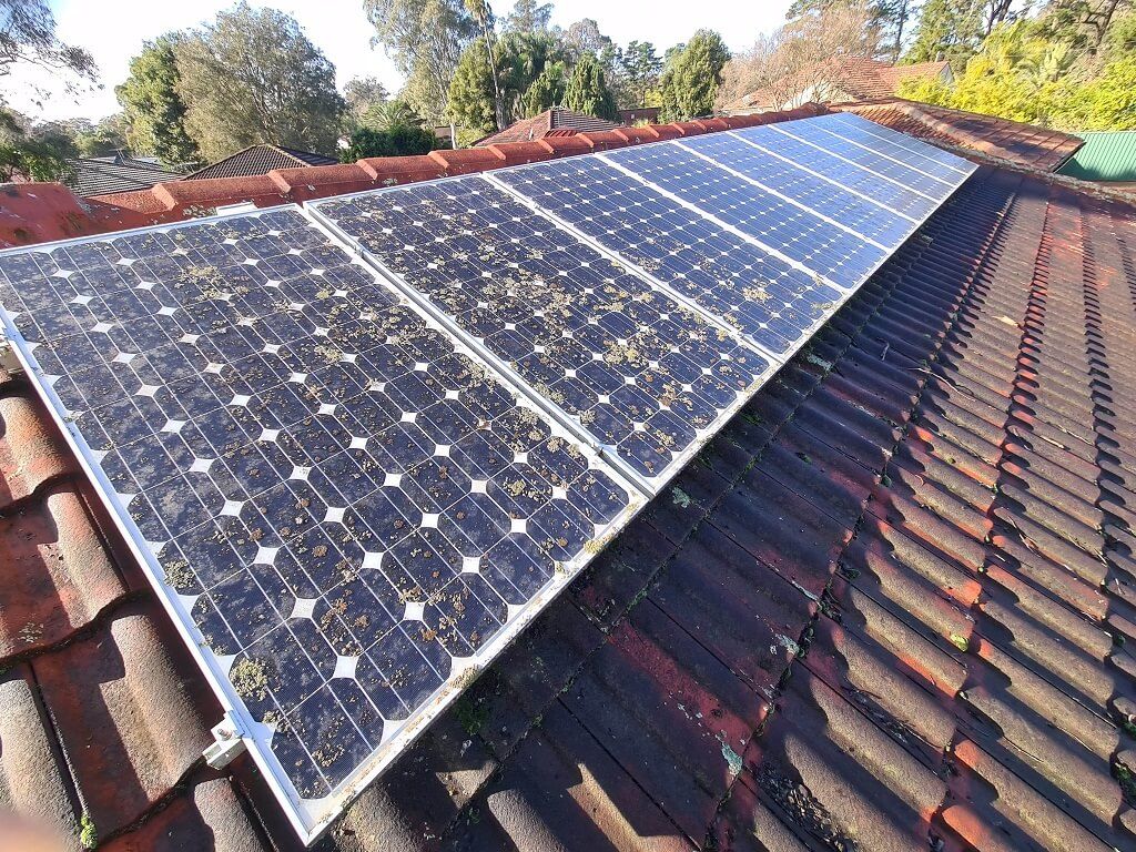 Lichen on solar panels