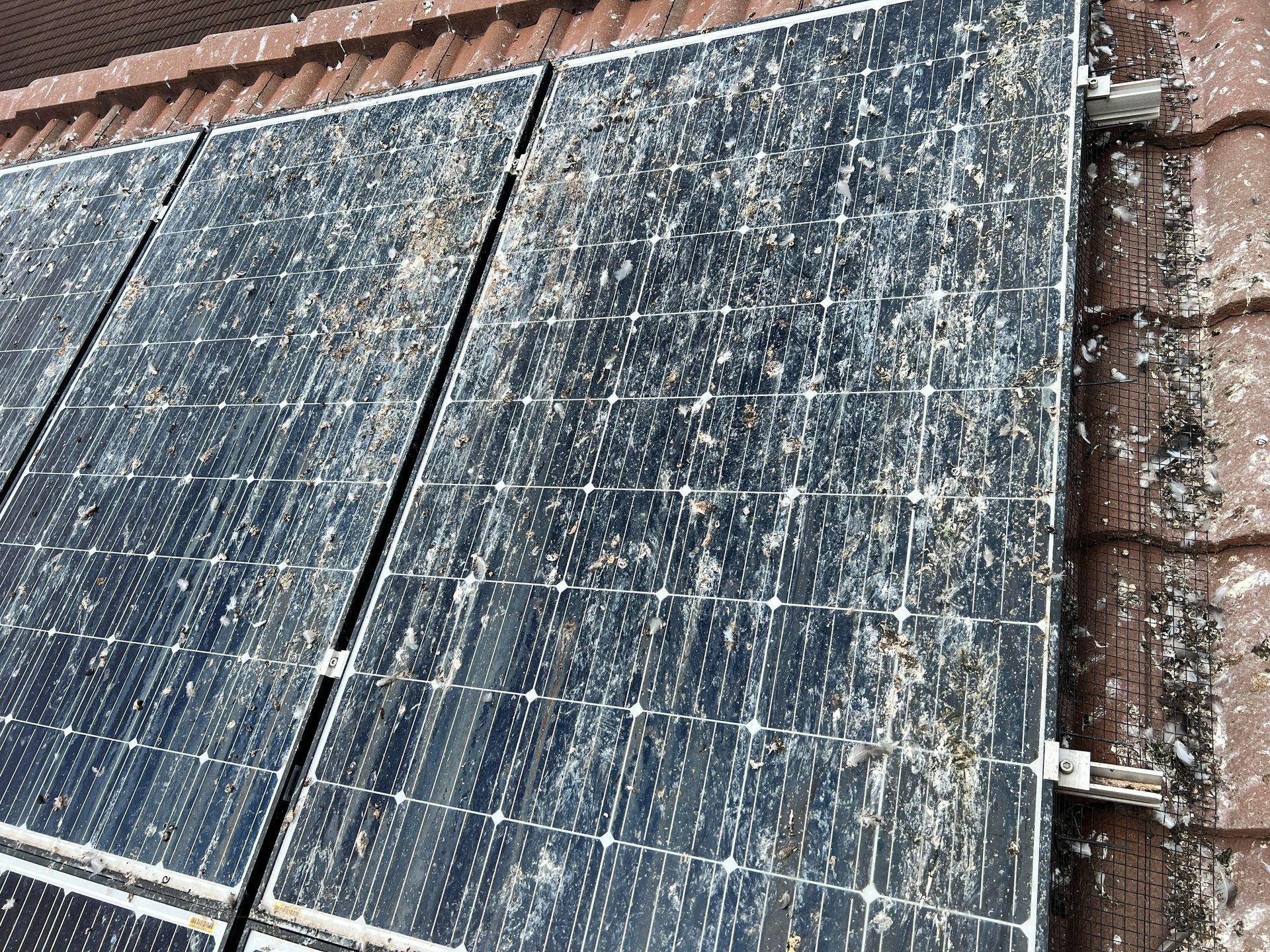 Bird droppings on solar panels
