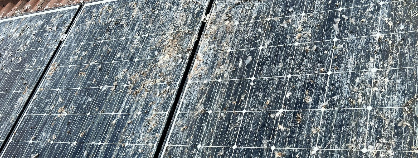 Bird droppings on solar