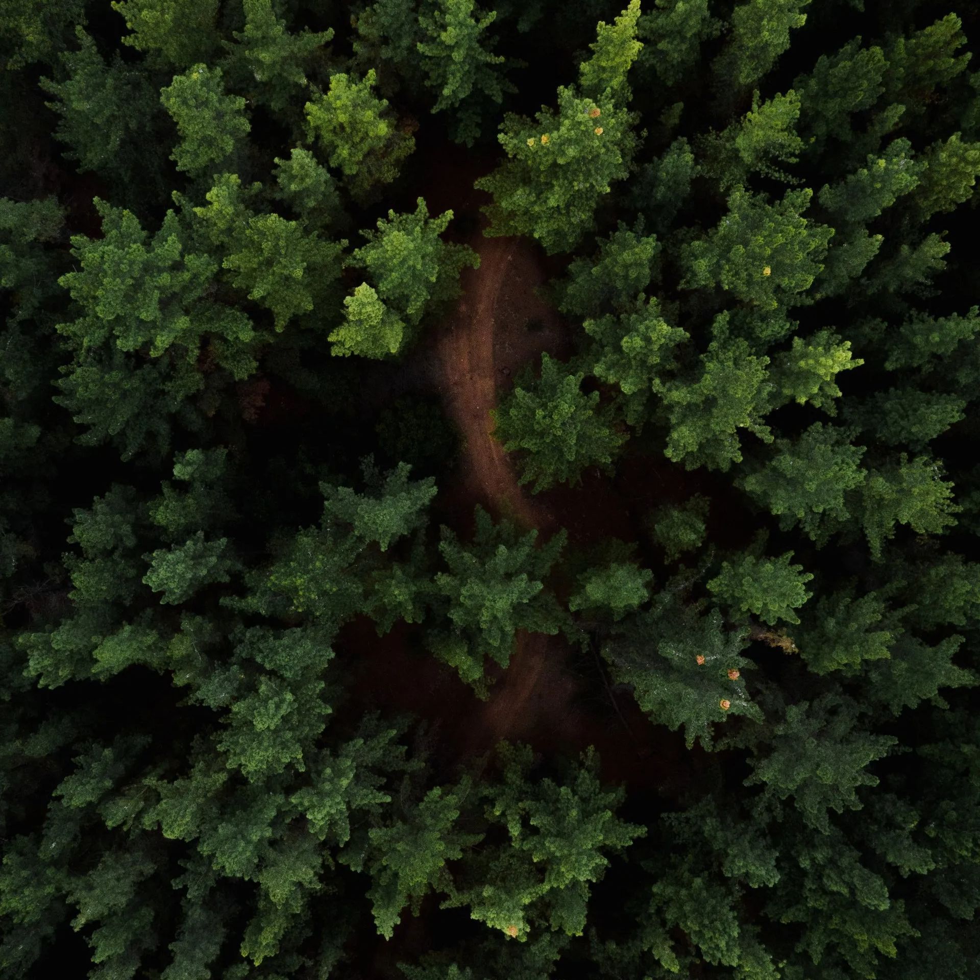 Une vue aérienne d'une forêt avec beaucoup d'arbres et un chemin de terre.