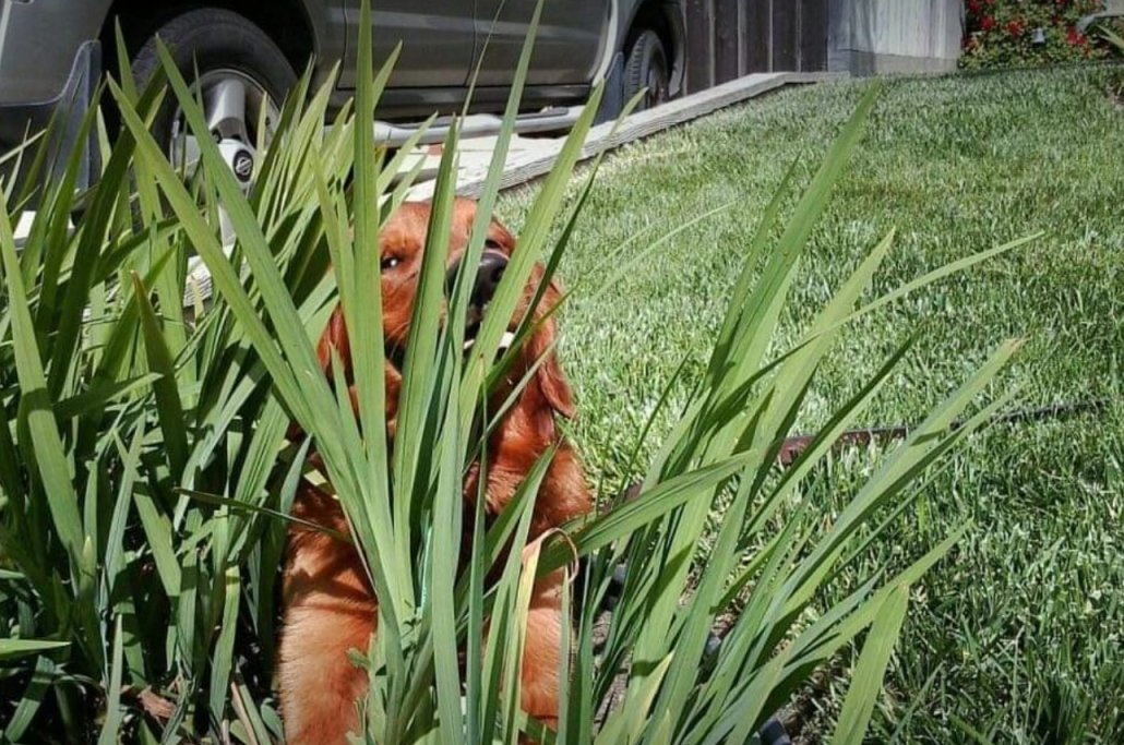 A dog is sitting in the grass in front of a car.