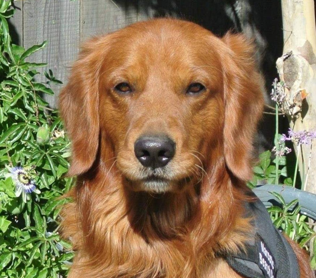 A close up of a brown dog looking at the camera