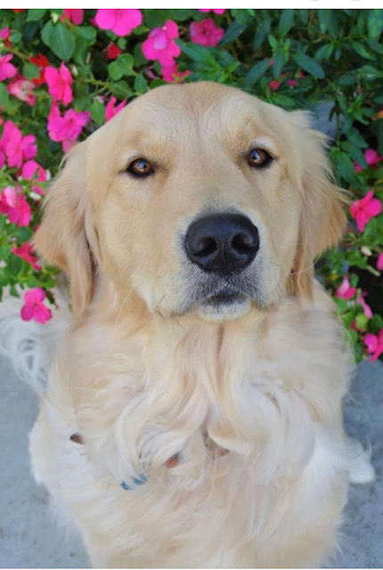 A close up of a dog with pink flowers in the background
