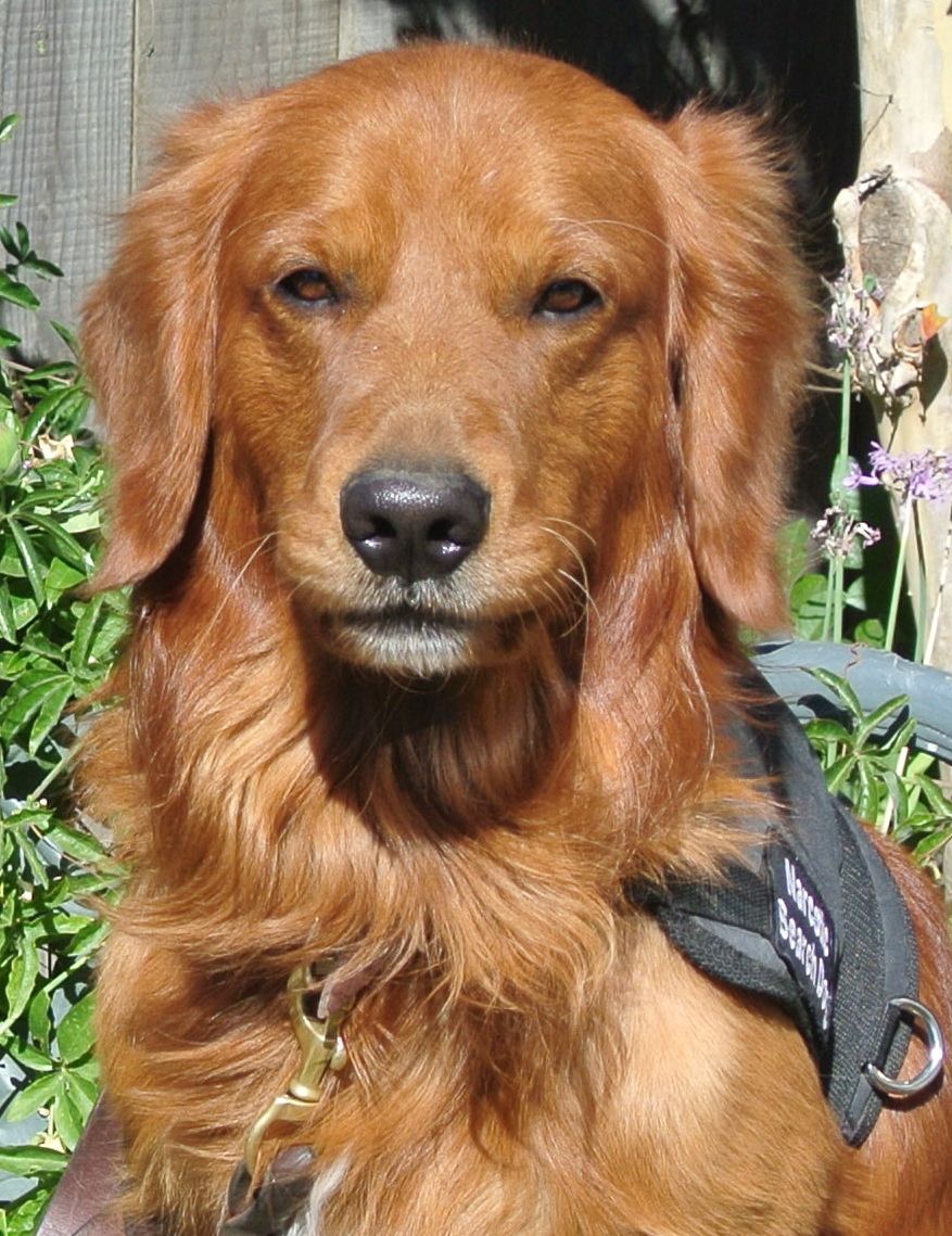 A close up of a brown dog wearing a black harness