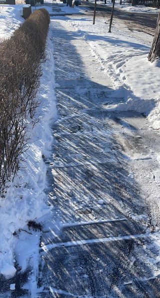 Snow-covered sidewalk with cleared icy path beside a hedge and trees on a sunny winter day
