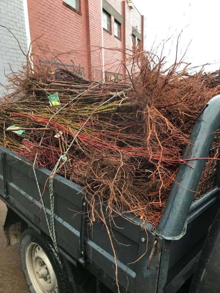 Bare Root Trees Spot on Pots and Nursery
