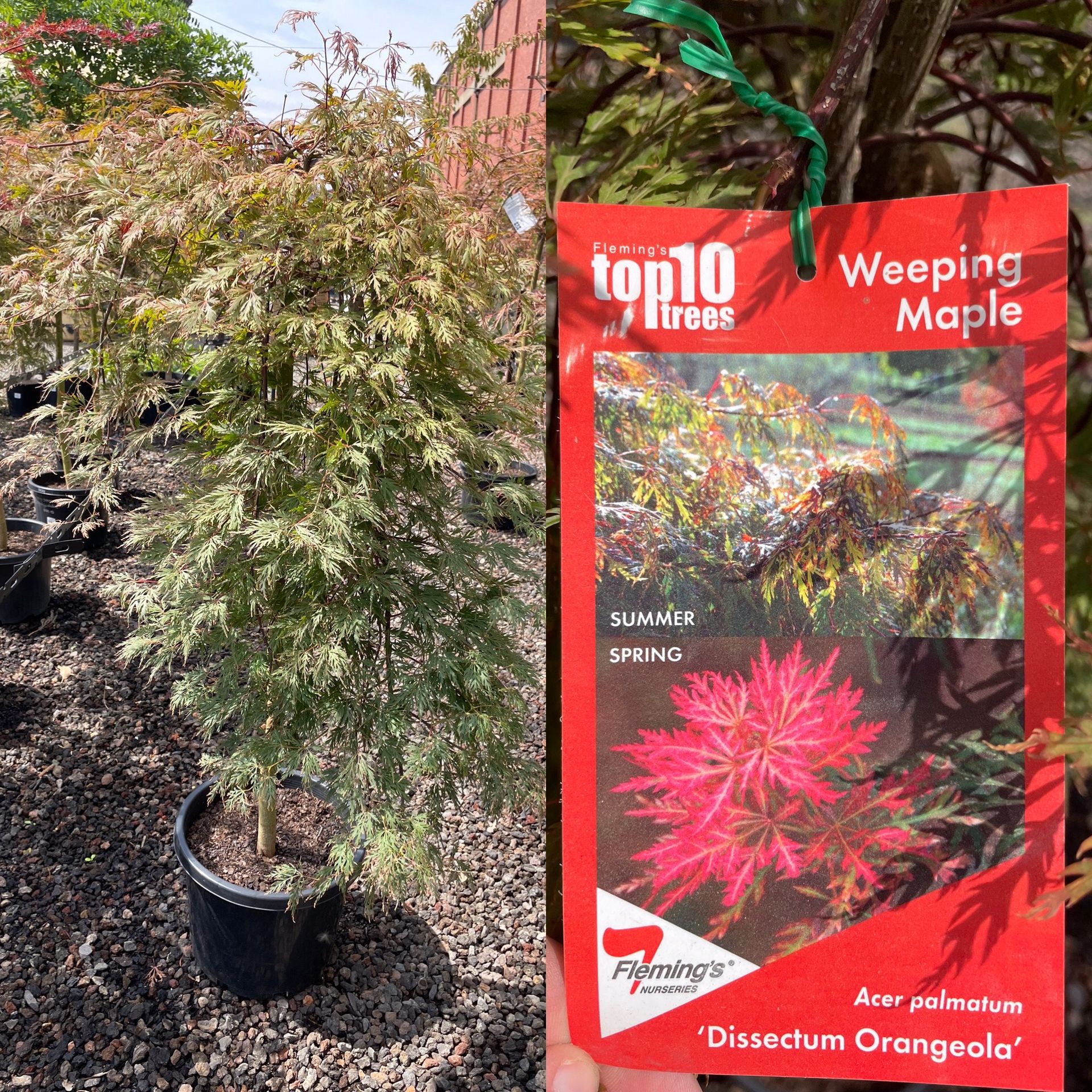 Garden nursery - Spotonpotsandnursery.com.au