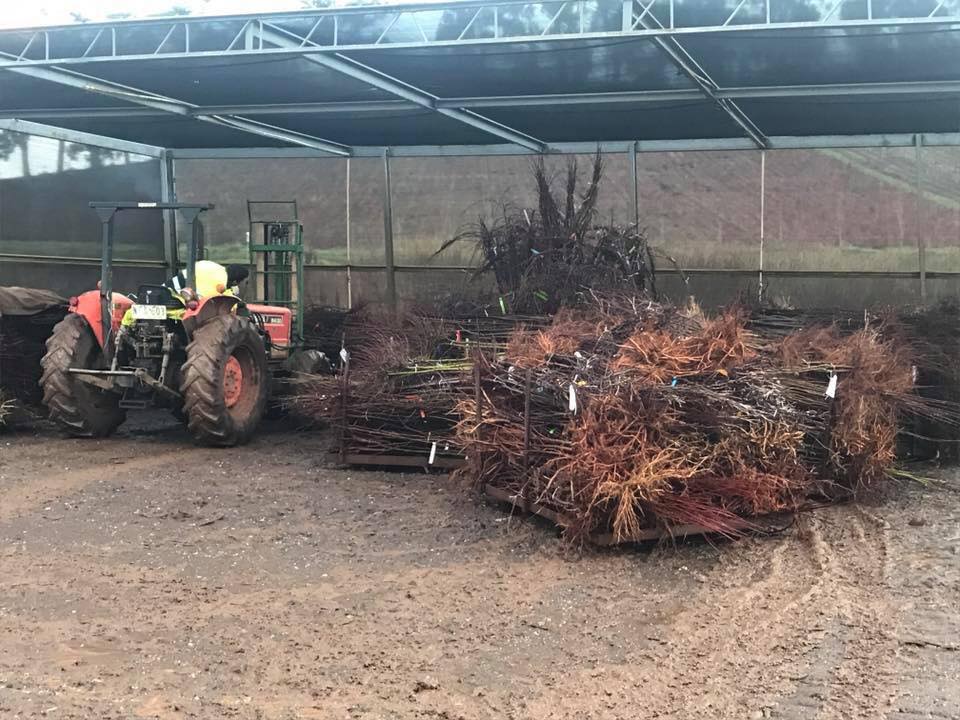 Collecting Bare Root Trees from the Growers