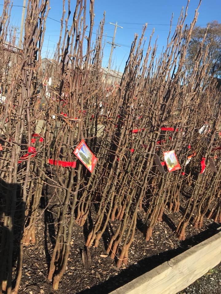 Ornamental Pears in Bare Root beds