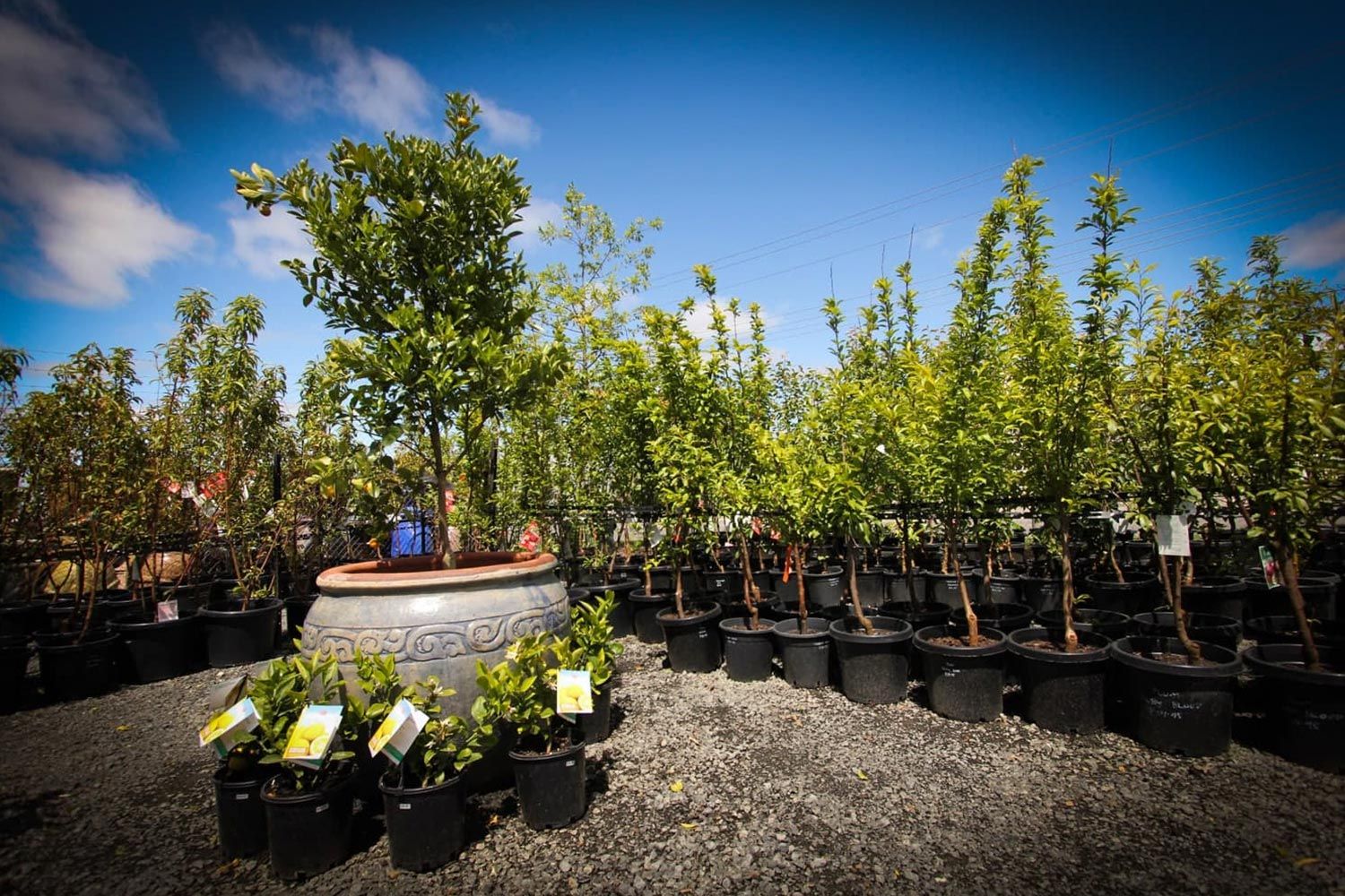Indoor-and-Outdoor-Plants