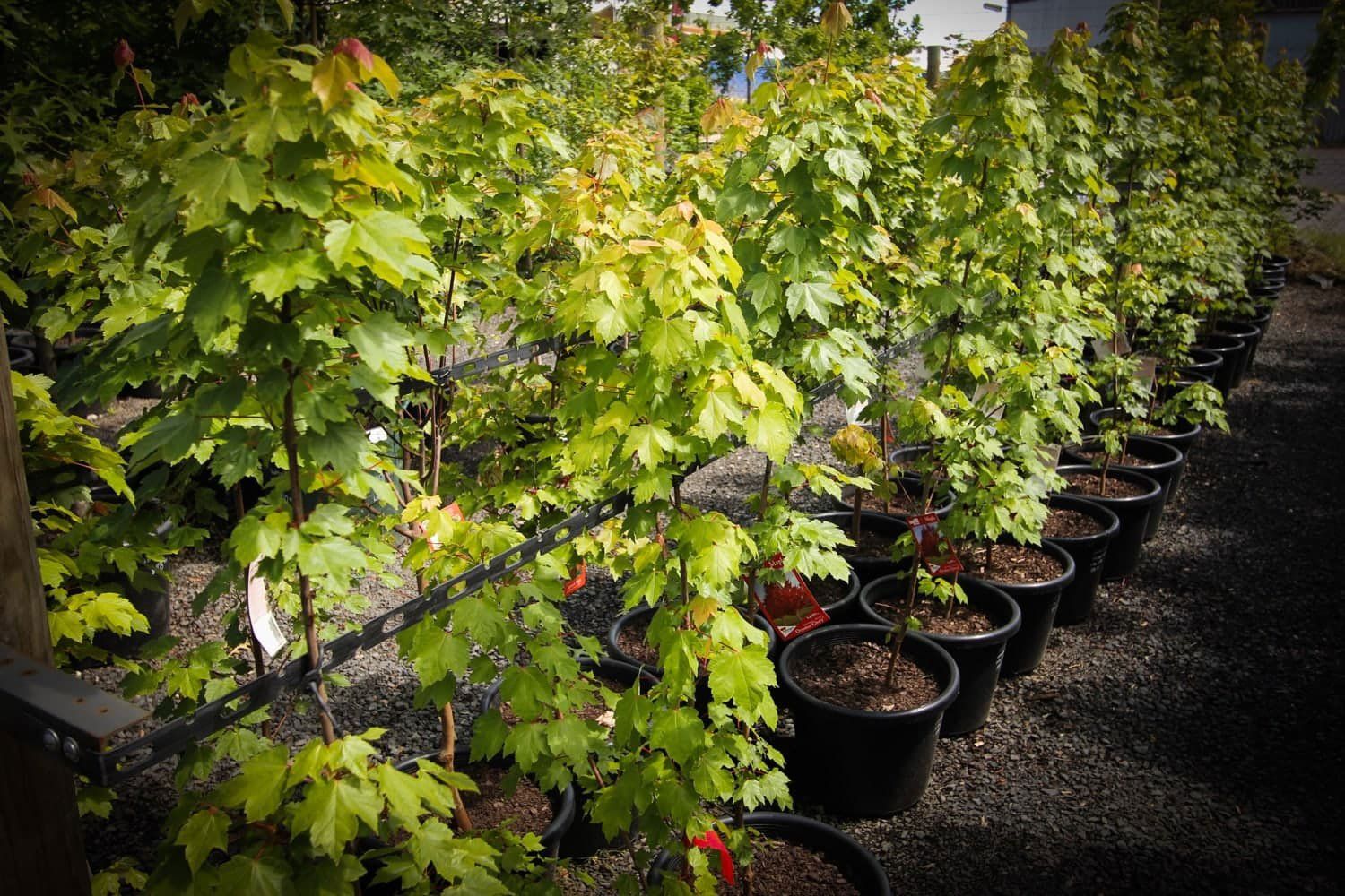 Indoor-and-Outdoor-Plants