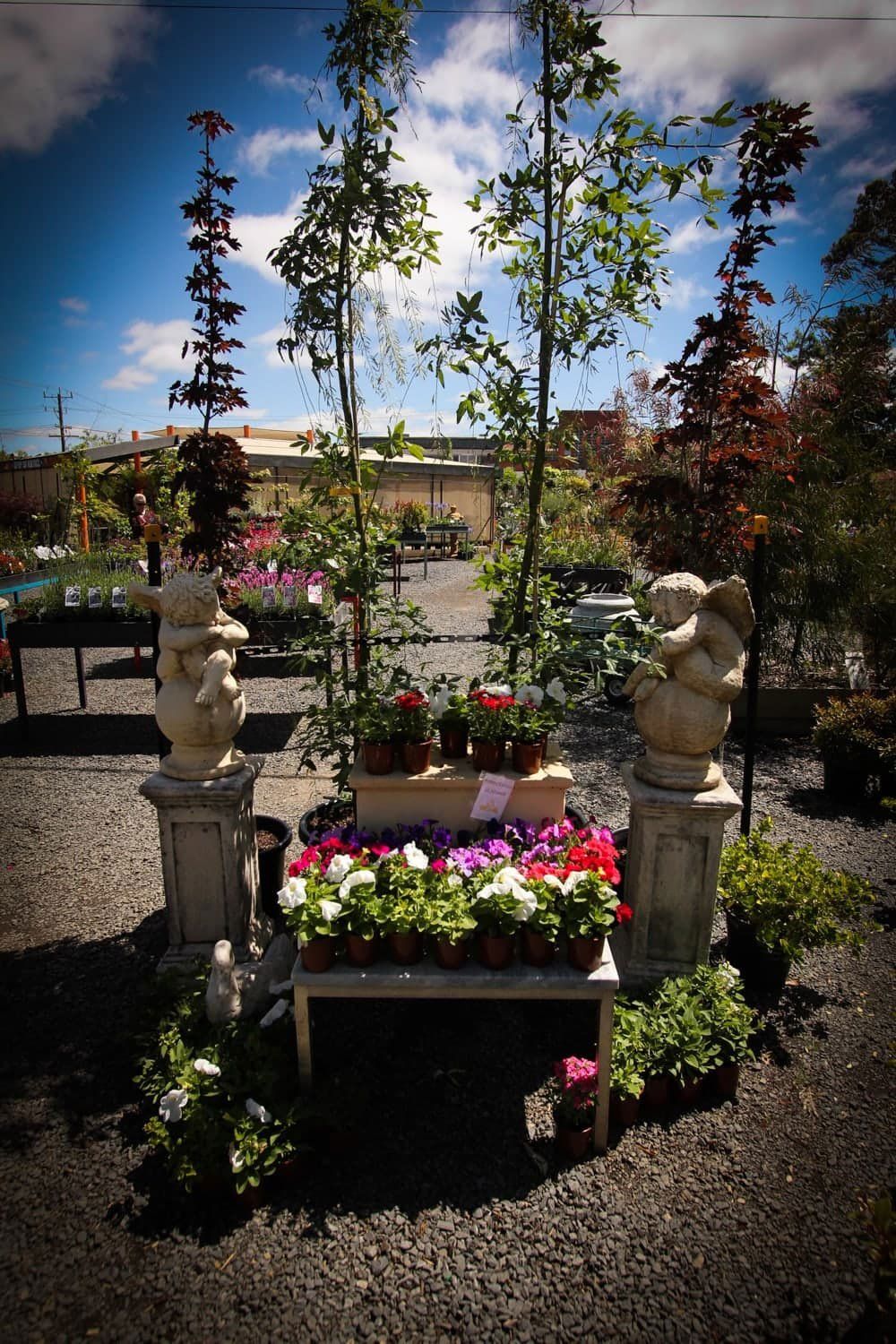 Indoor-and-Outdoor-Plants