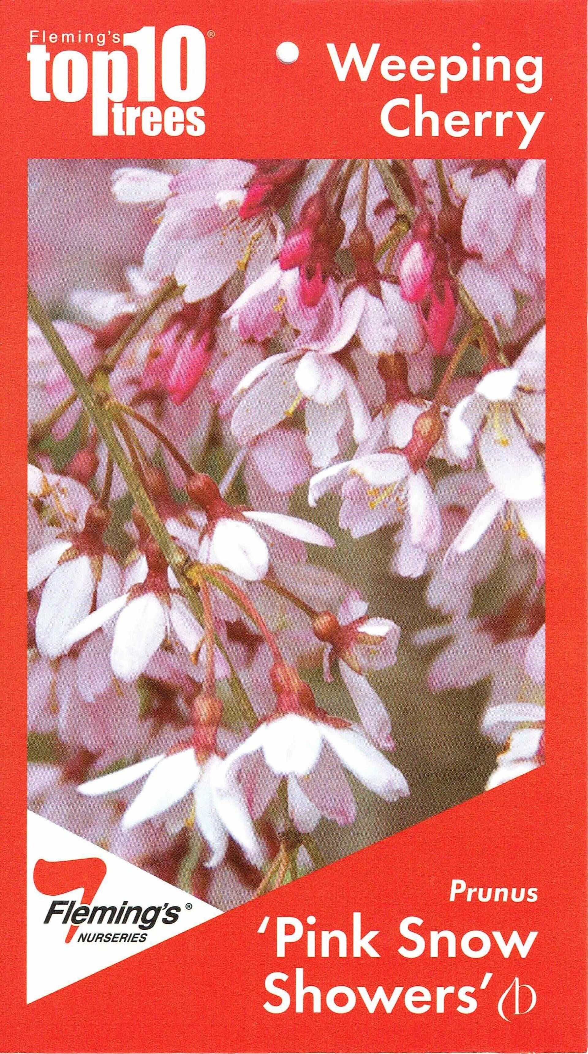 Bare root ornamental trees Bare root ornamental trees