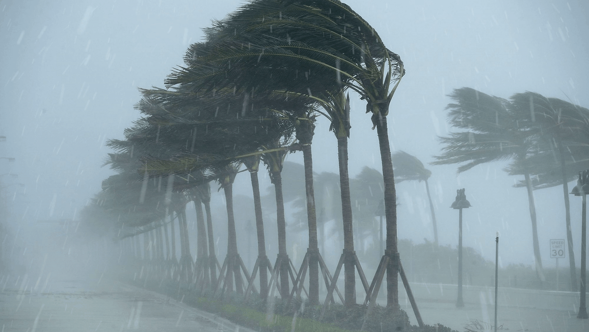 A row of palm trees blowing in the wind during a hurricane.