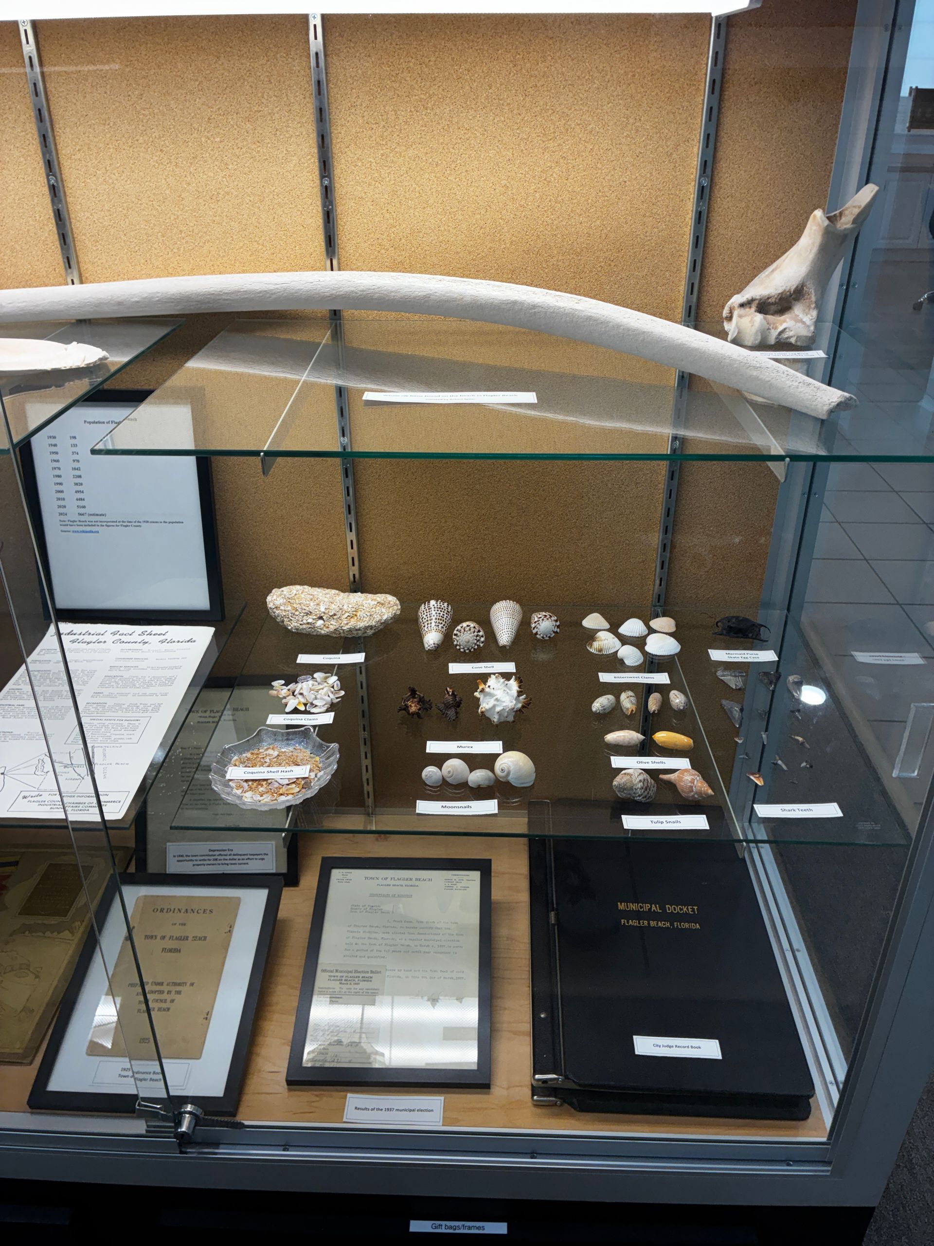 Museum display case with fossil bones, shell fragments, and labeled specimens on shelves and tables