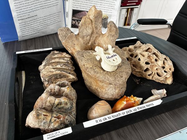Rocks and mineral specimens displayed in a black tray on a table with labels and books in the background