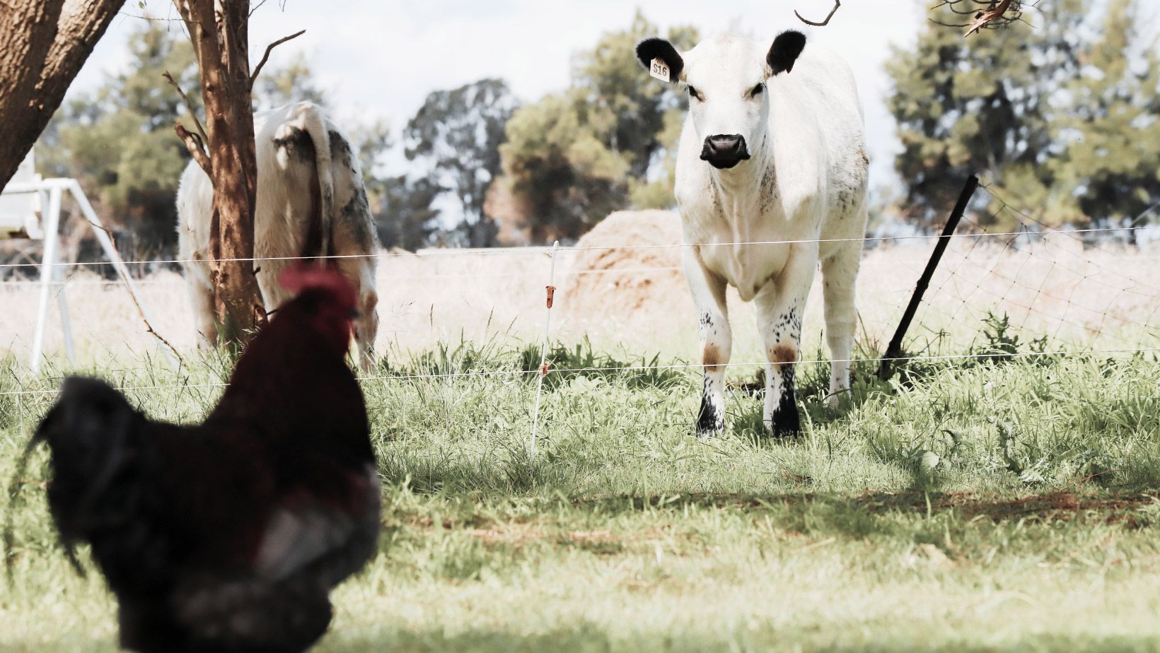 farm