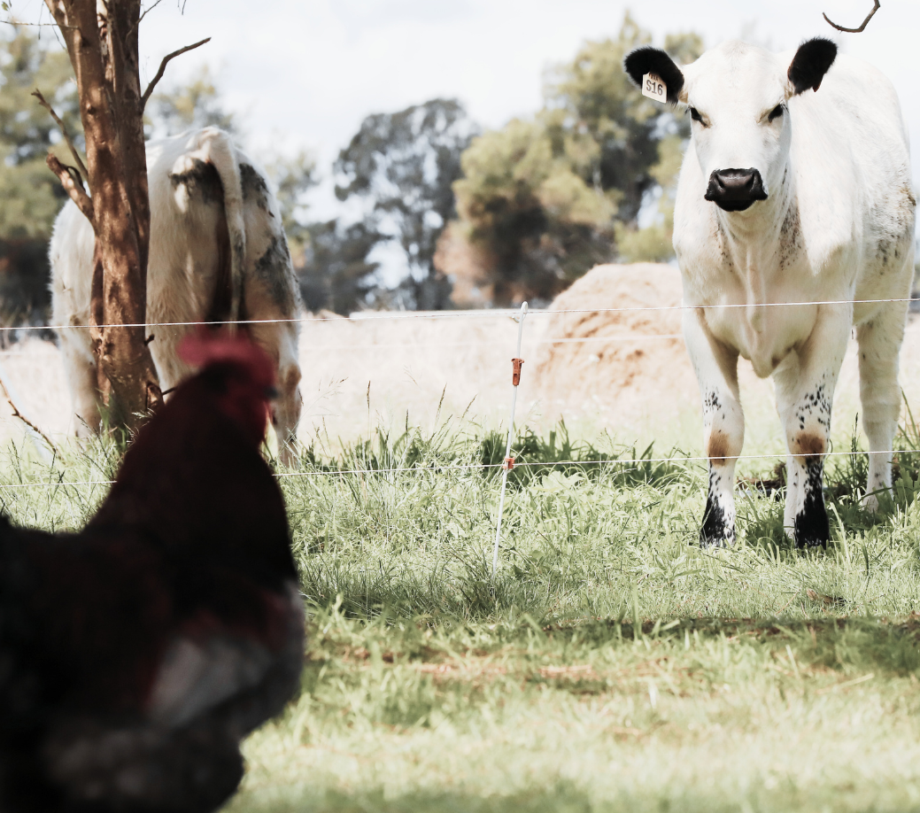 Animal Welfare