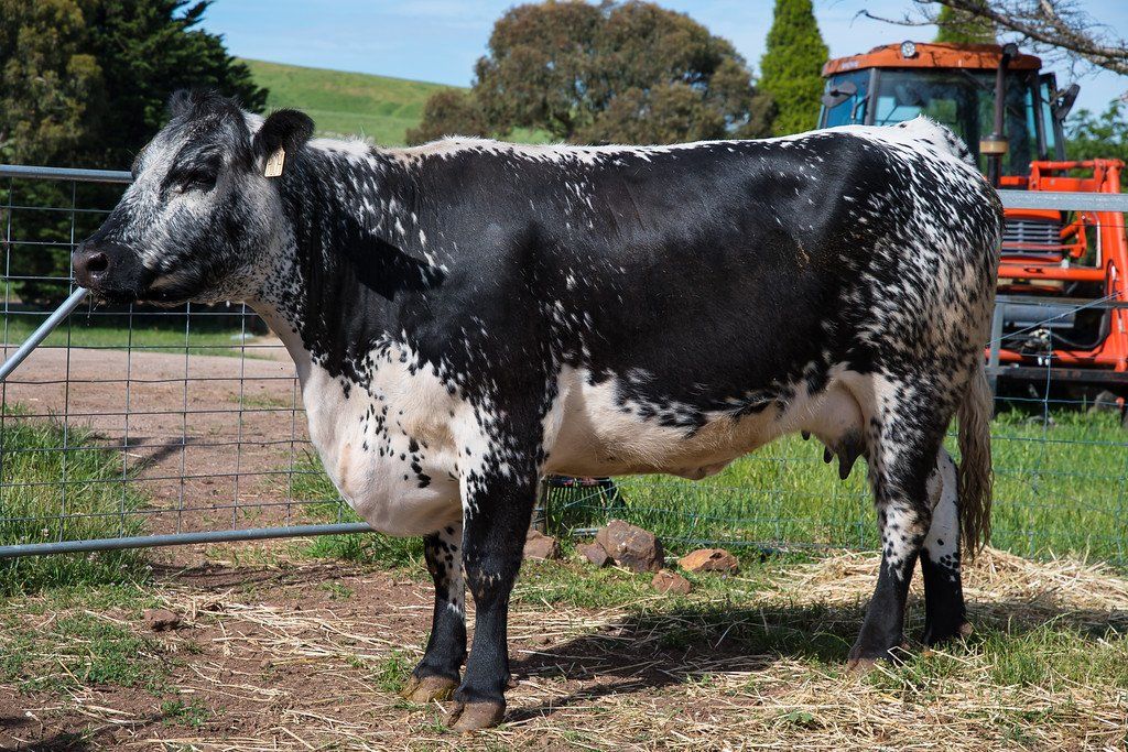 Bull sales