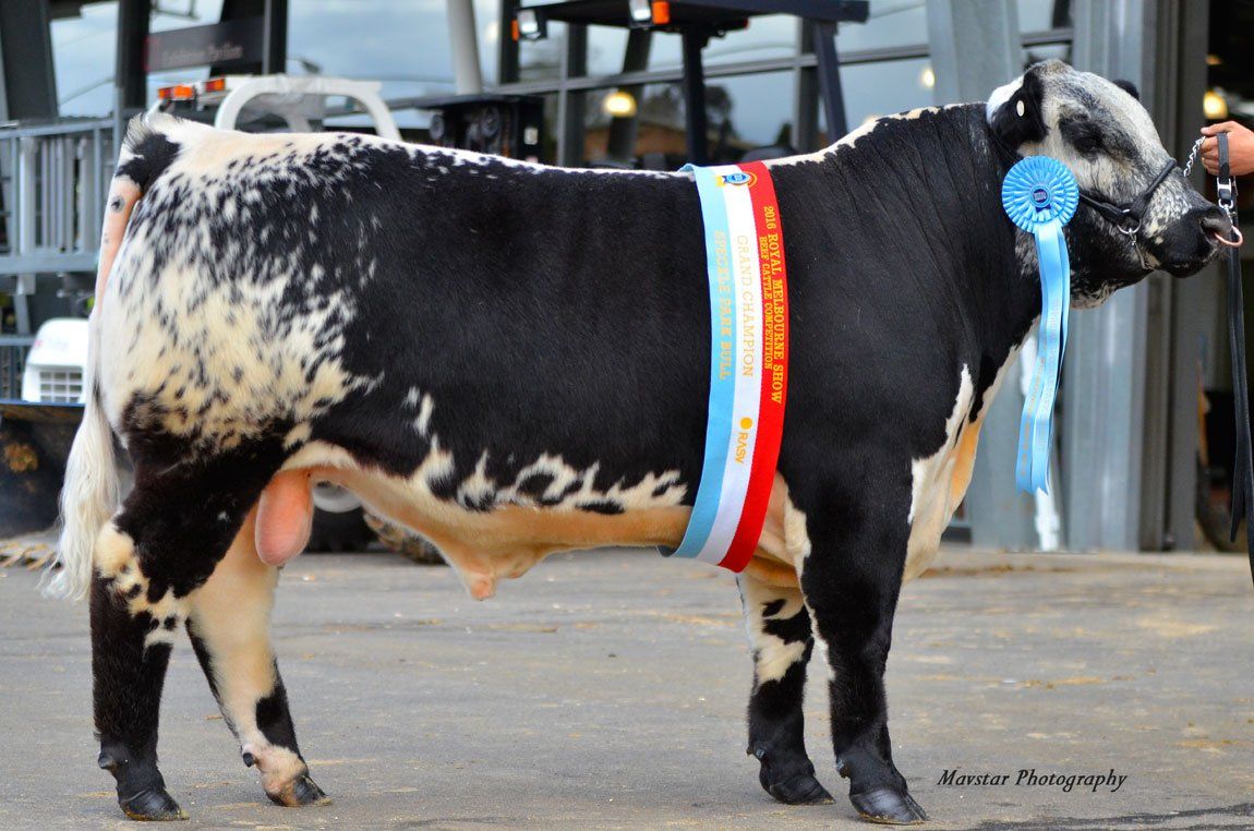 Bull sales