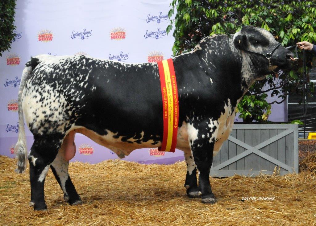 Bull sales