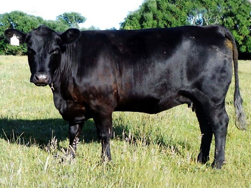 Bull sales