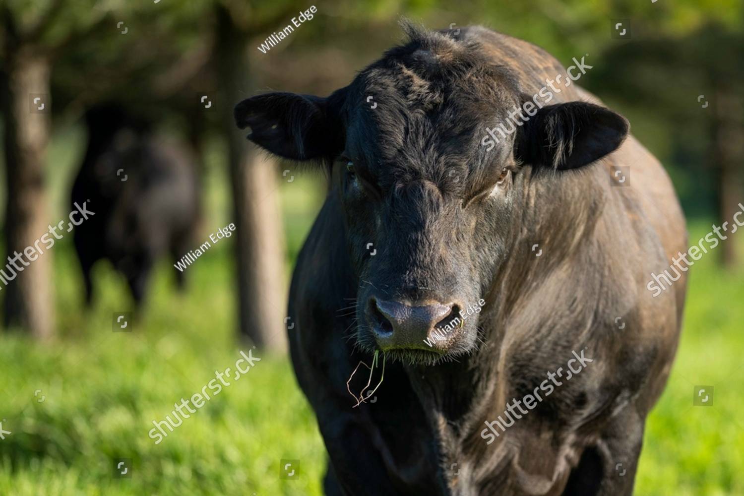 Cow