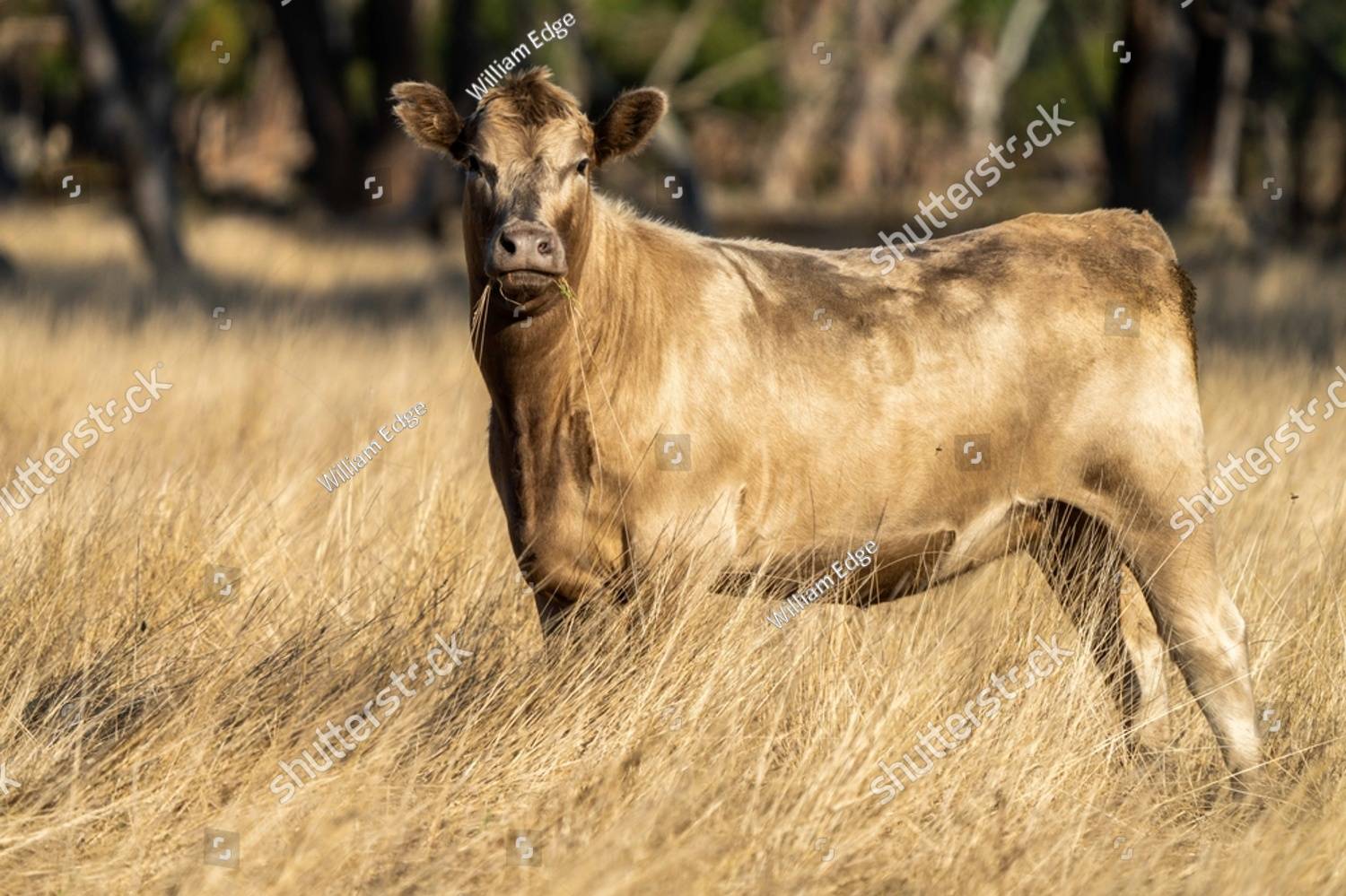 Cow