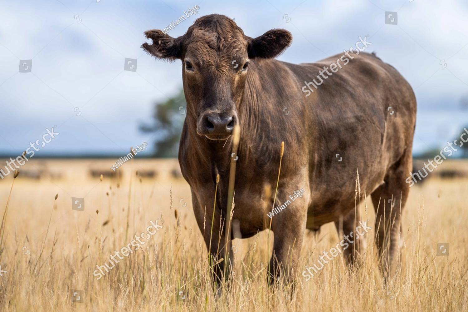 Cow