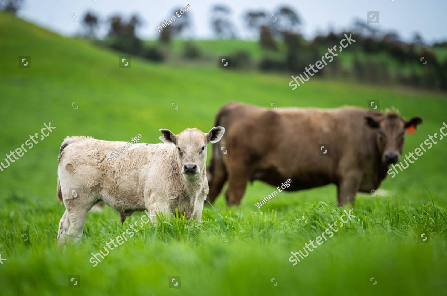 Cow