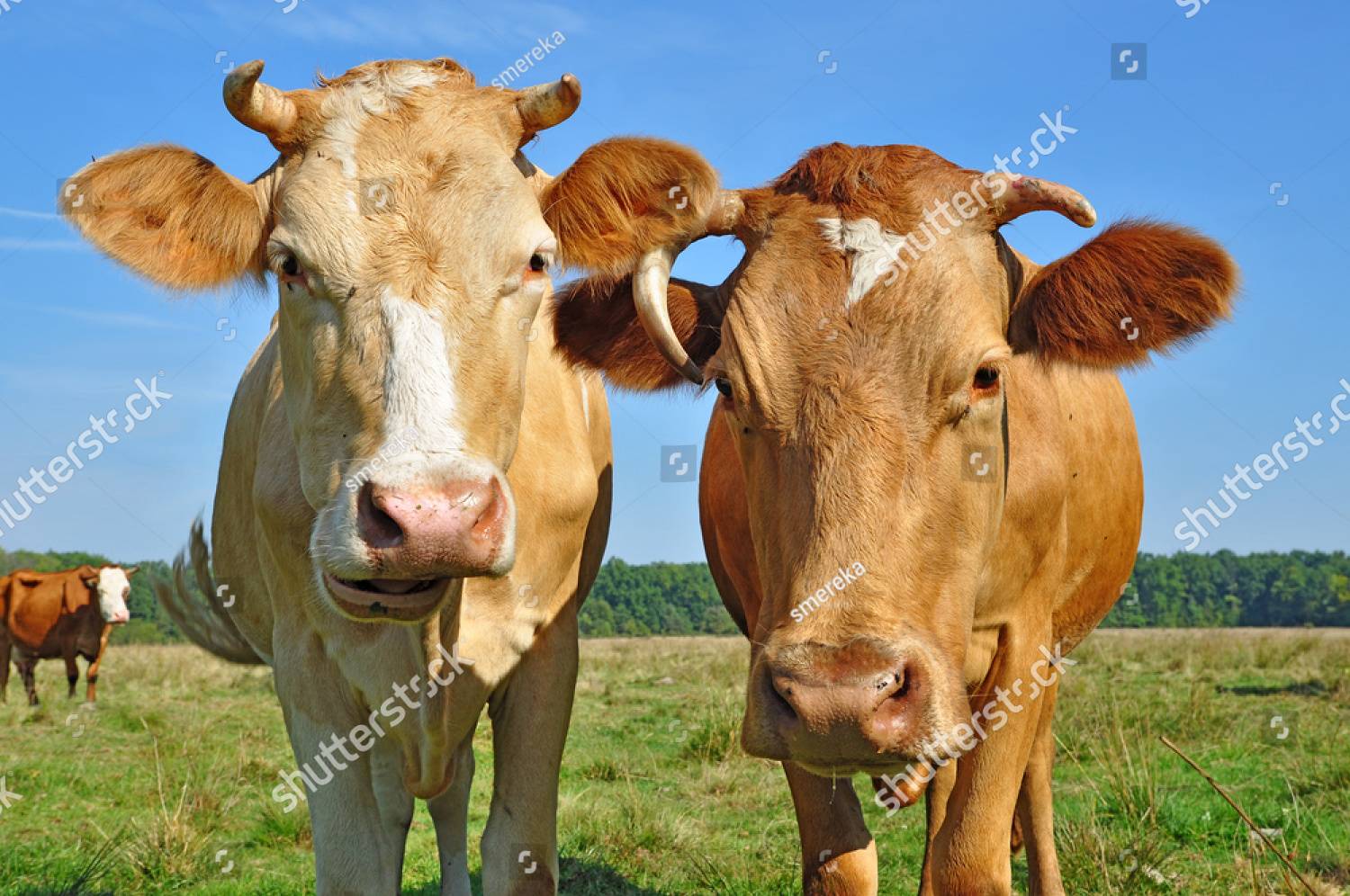 Cows
