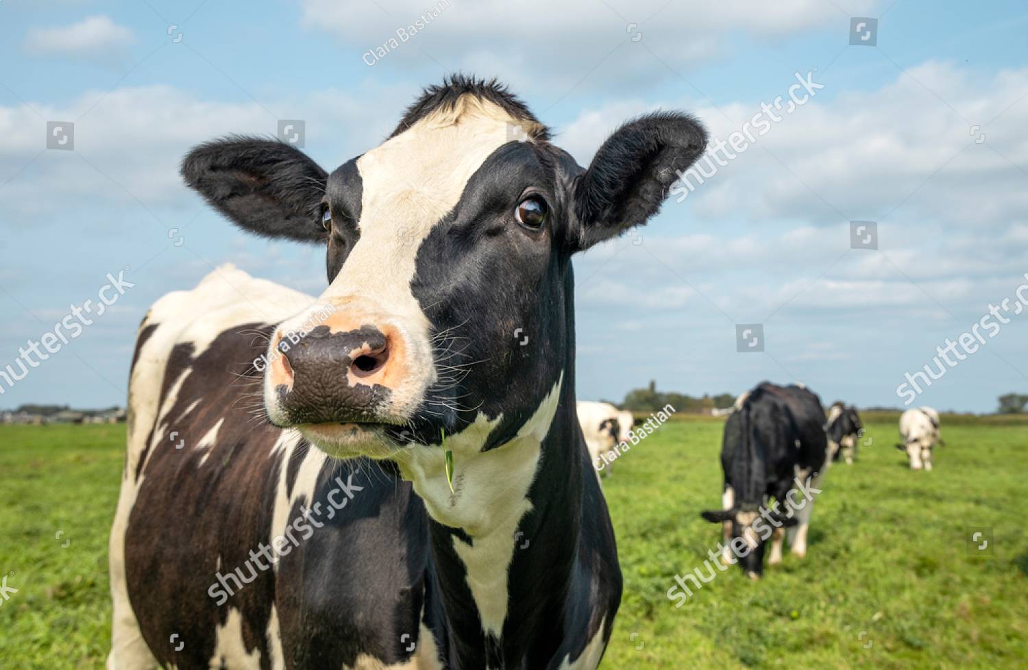 Cows