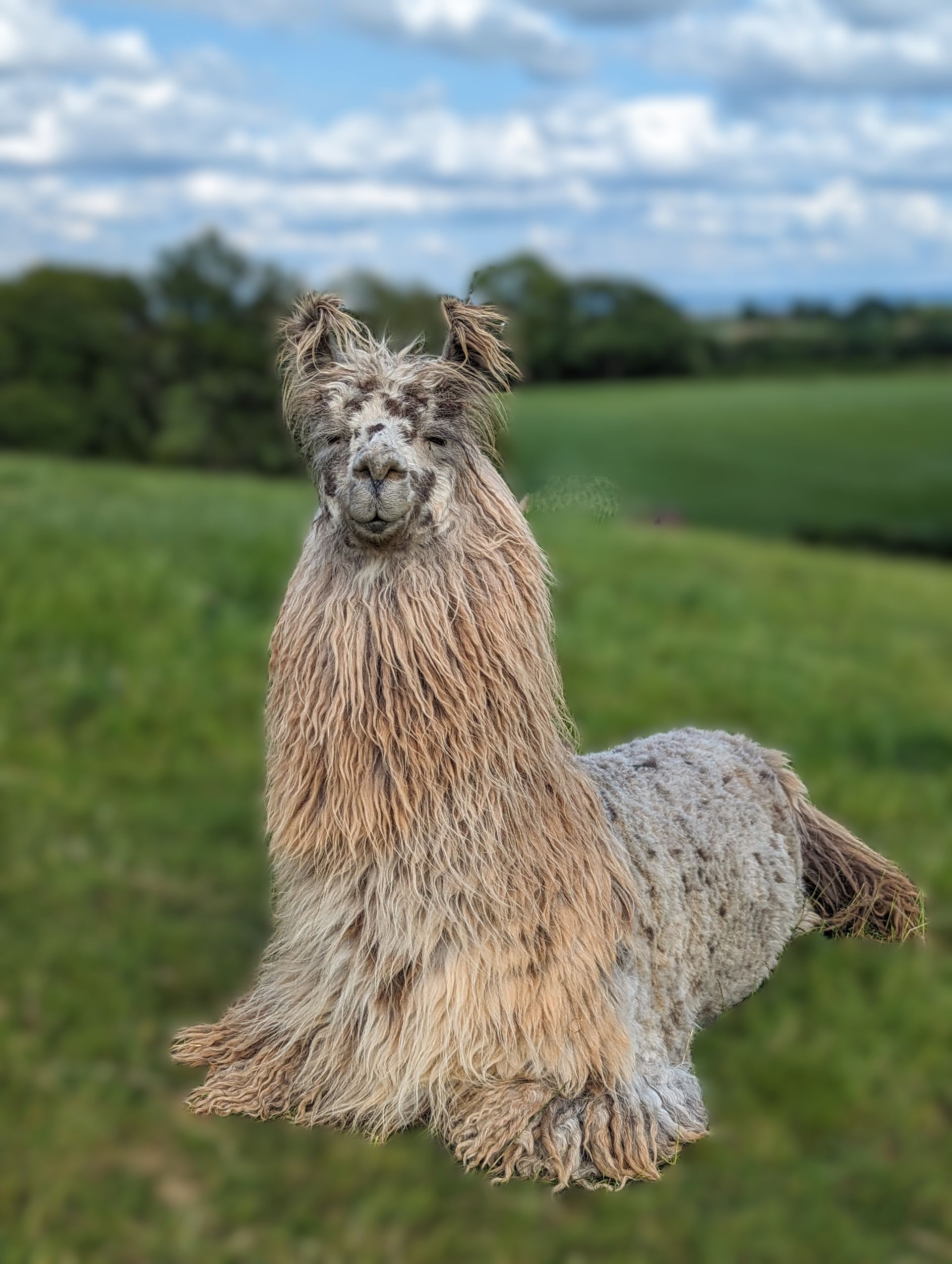 A shaggy llama standing in a grassy field with trees and cloudy sky in the background