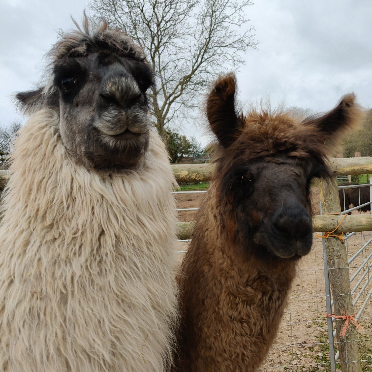 Briery Hill Llamas 3