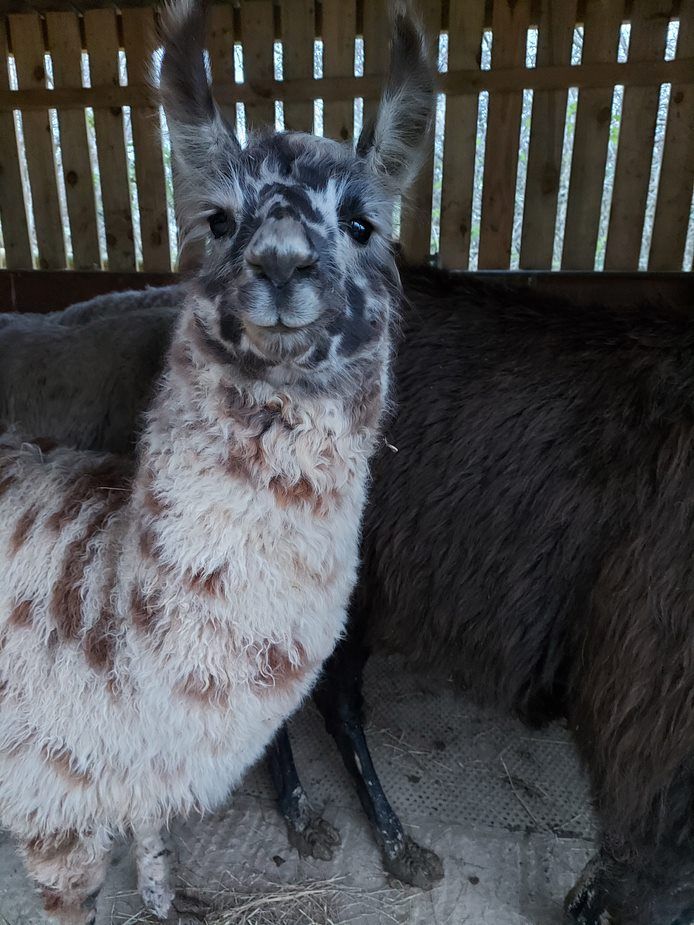 Llama on a farm
