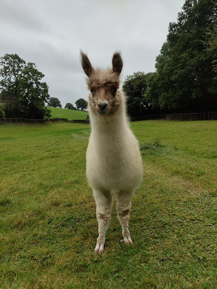 Llama on a farm