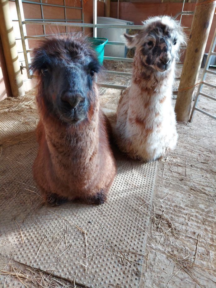 Llama on a farm