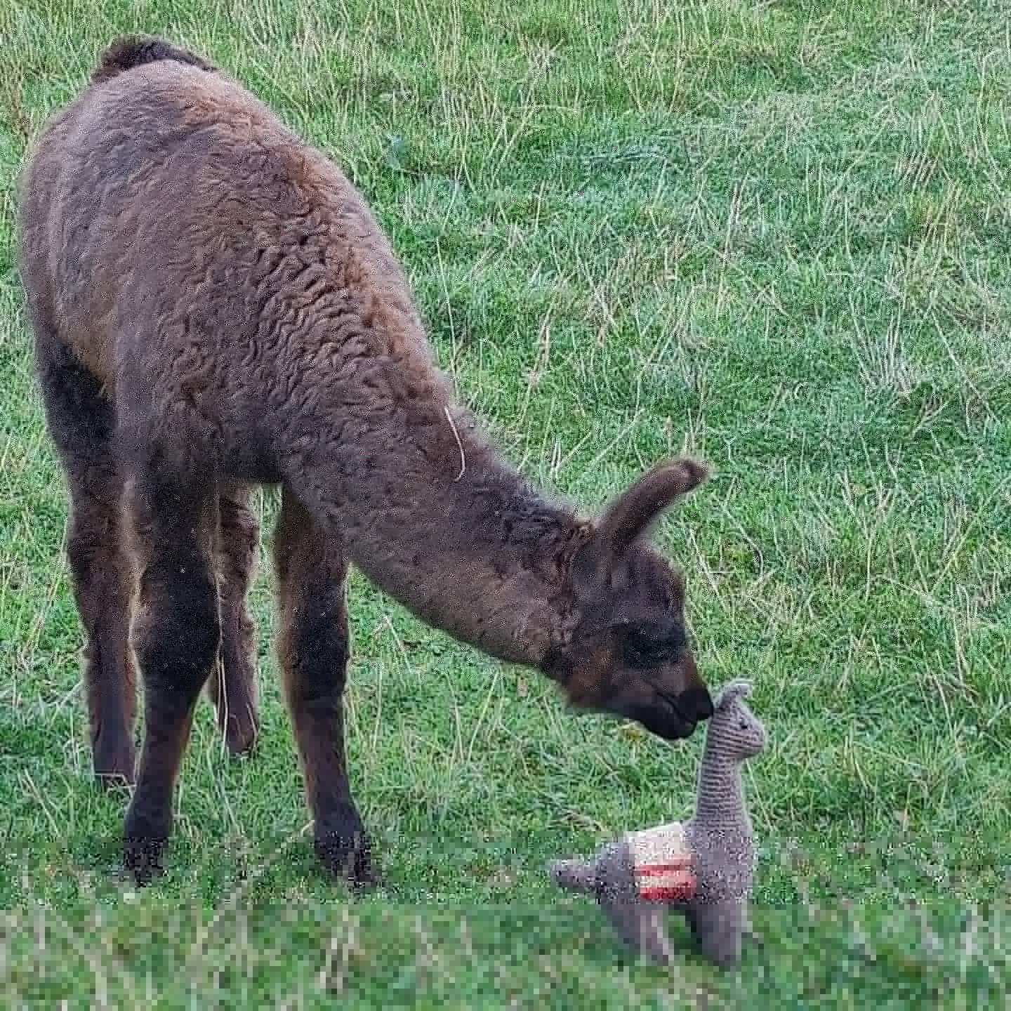 Briery Hill Llamas 1