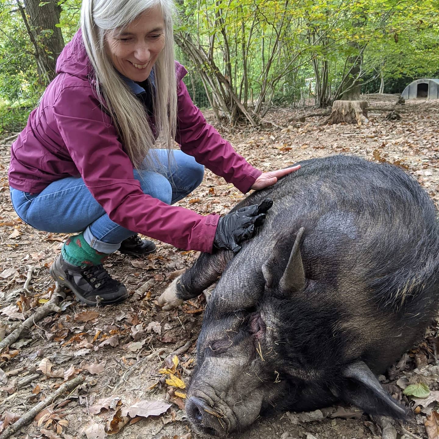 Pig Enrichment Briery Hill Llamas Newent