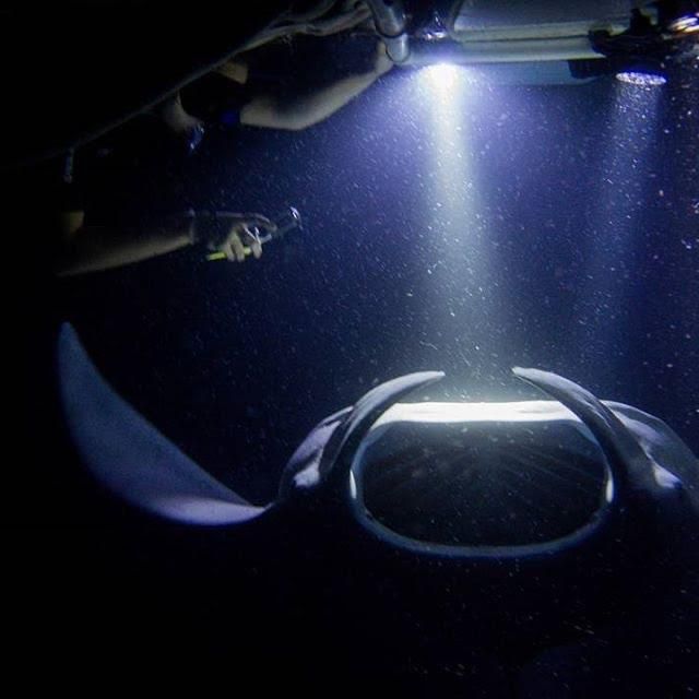 A person is swimming with a manta ray in the dark.