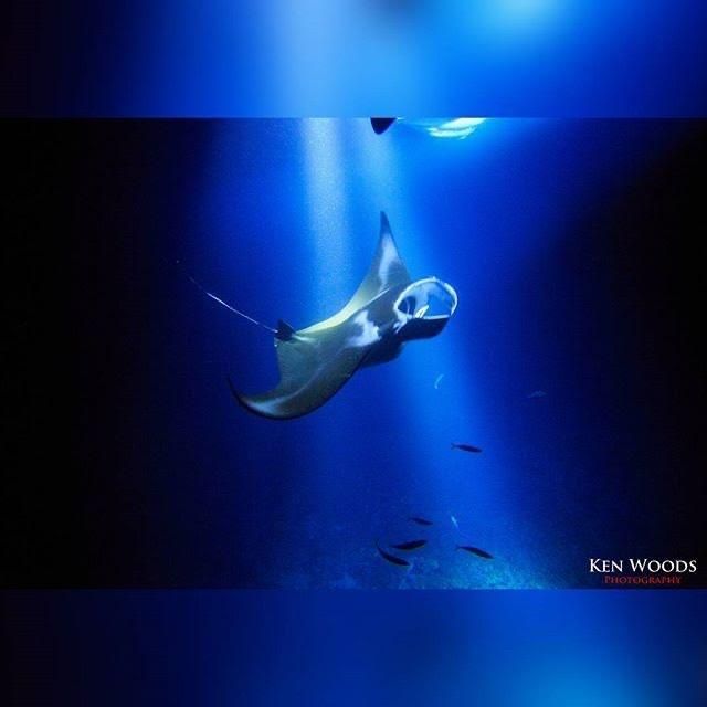 A picture of a manta ray taken by ken wong