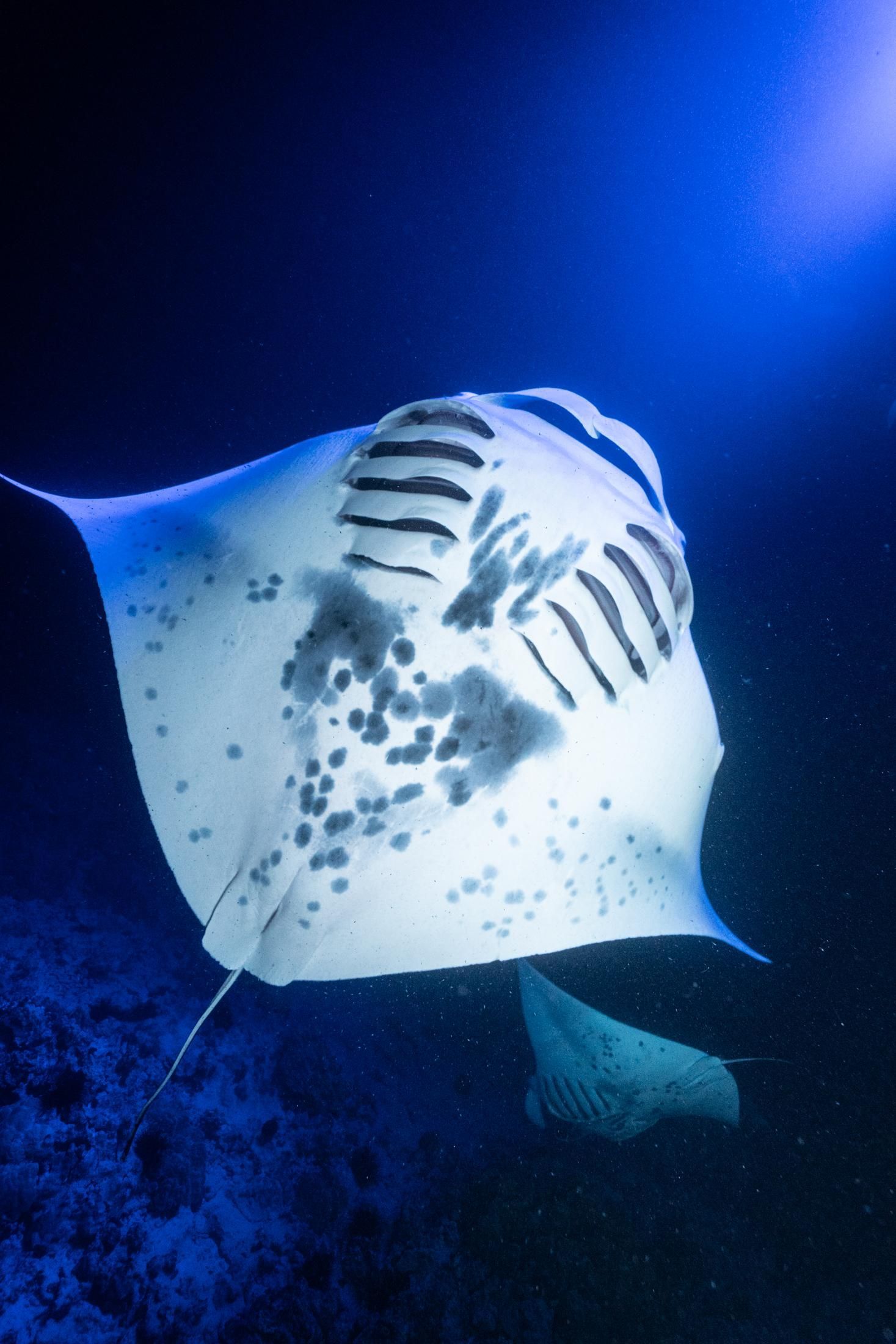 A manta ray is swimming in the ocean at night.