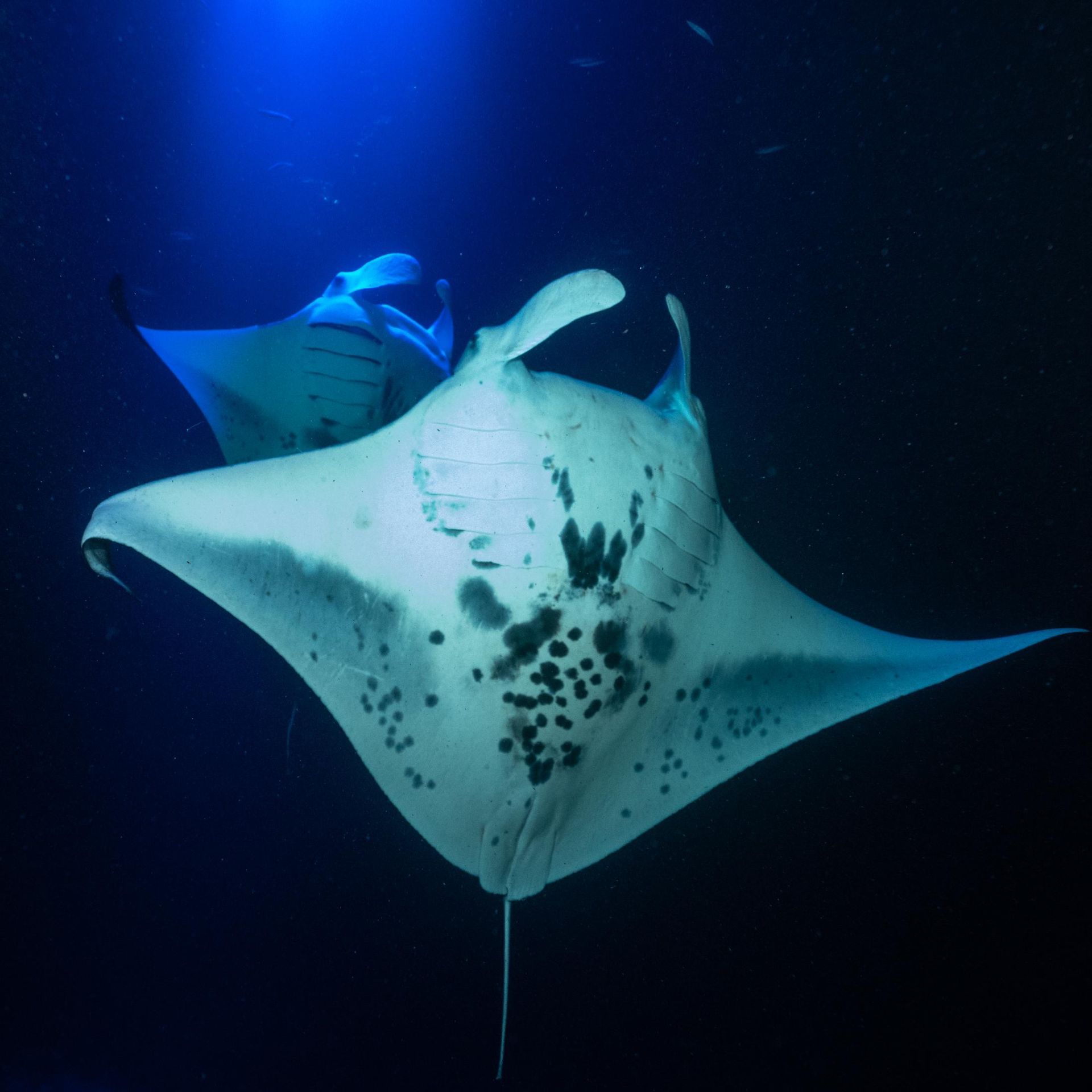 A couple of manta ray are swimming in the ocean at night.