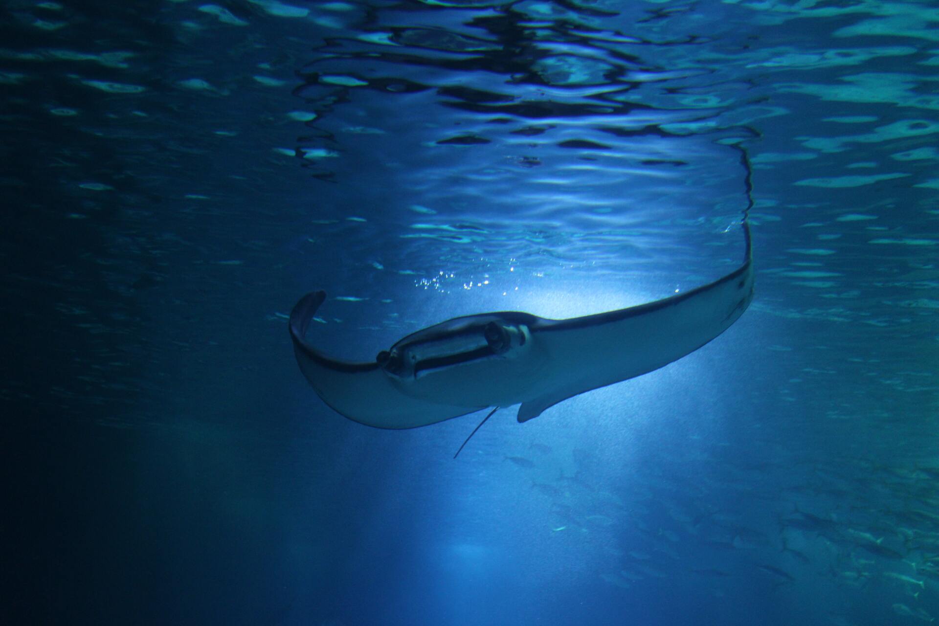 Manta Ray swimming