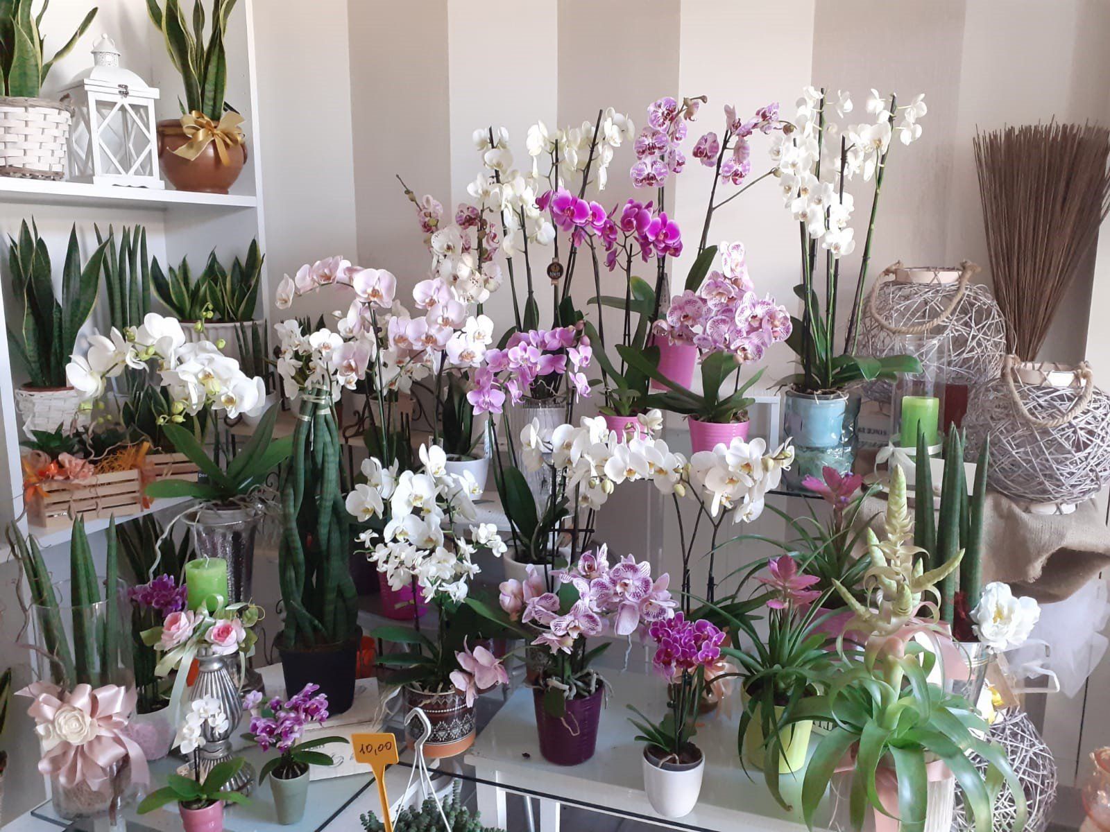 Esposizione di orchidee di vari colori, in vaso, disposte su scaffali.
