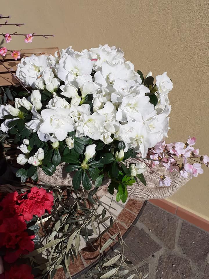 Azalee bianche avvolte in un involucro di iuta, con foglie verdi, fiori rossi e rosa e uno sfondo color mattone.