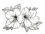 Due fiori di azalea in fiore con diverse foglie, schizzo in bianco e nero.