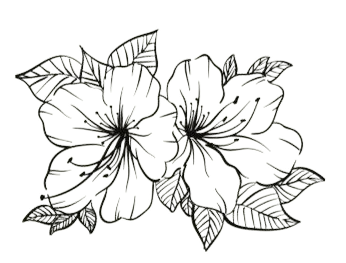 Due fiori di azalea in fiore con diverse foglie, schizzo in bianco e nero.